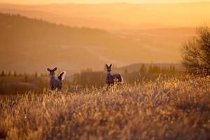 Cypress Hills Sunset Deer photo