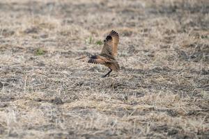 Godwit Saskatchewan Canada photo