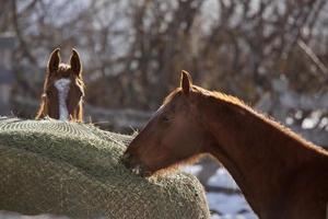 caballo en invierno foto