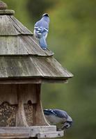 Blue Jay at feeder photo
