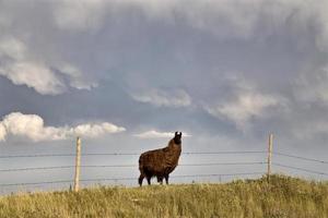 nubes de tormenta saskatchewan llama foto