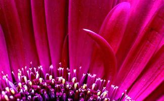 macro de gerbera de cerca foto