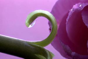 Pink Tulip Macro photo