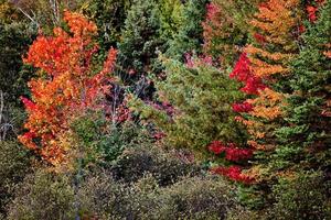 Algonquin Park Muskoka Ontario photo