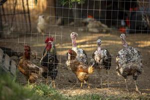 Turkey, cock and hens in a traditional poultry farm. photo