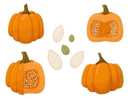 Set of cut pumpkin and seeds. Autumn vegetable illustration isolated on white background. vector