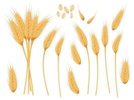 Wheat spike set. Grains of cereals. Harvest, agriculture or bakery theme.