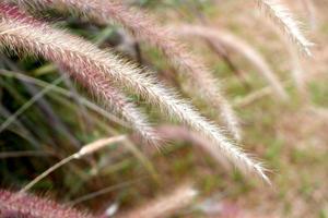 Grass, wild flower plant in garden. Nature, greenery, botany, botanical, herbal concept. Selective focus. Neutral style photography. photo