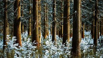 winter landscape with a coniferous forest in beams of sunset photo