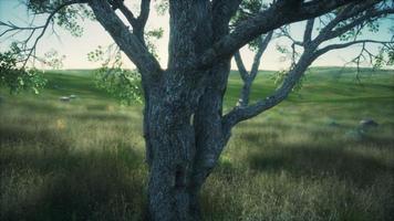 Large tree in the open savanna plains of Etosha national park in Namibia photo