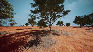 dry african savannah with trees photo