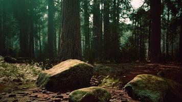 giant sequoias in the giant forest grove in the Sequoia National Park photo