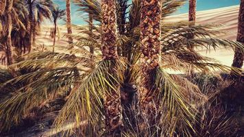 palm trees and the sand dunes in Oasis photo