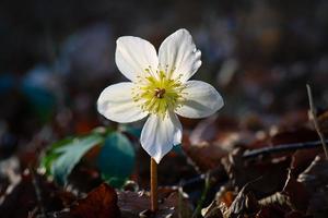 Close-up of Helleborus flower photo