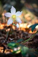 Beautiful Helleborus flower in the woods photo