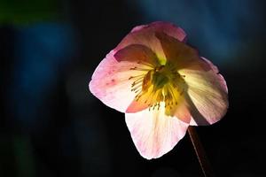 Helleborus flower detail photo