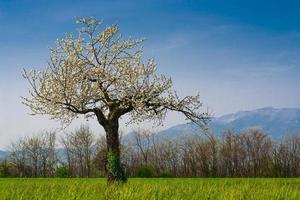 Cherry tree in Lombardy Italy photo