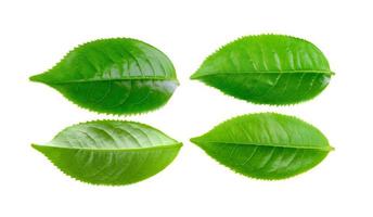 Green tea leaf isolated on white background photo