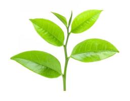 tea leaf on white background photo