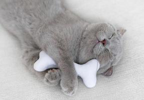 Sleeping cat with bone