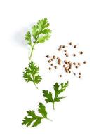 coriander leaf and seeds isolated on white background. top view photo