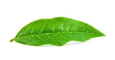 tea leaves with drops on a white background photo