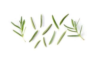 Rosemary on white background photo