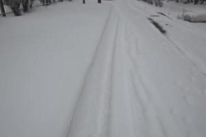 Snow-covered city, trees, animals when it snowed photo