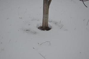 Snow-covered city, trees, animals when it snowed photo