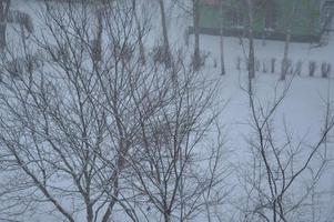 Snow-covered city, trees, animals when it snowed photo