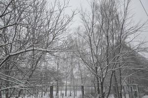 ciudad cubierta de nieve, árboles, animales cuando nevaba foto