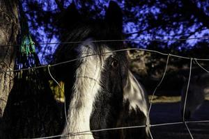 Horses eating on farm photo