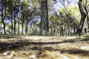 sombra de árboles en el bosque foto