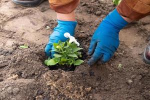 trabajos en el jardín y lecho de flores - plantación de flores de petunia de macetas temporales en el suelo foto