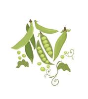 A set of peas and pods. Green peas on a white background. vector