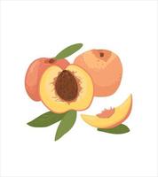 Peach vector.Peach on a white background. Peach whole and half. Fresh cartoon fruit. vector