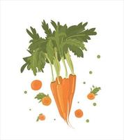 conjunto de vectores brillantes de rodajas y zanahorias enteras. vegetales frescos aislados sobre fondo blanco. la ilustración se utiliza para la portada del menú, página web. revista, libro.