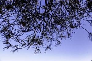 Pine leaves in a forest photo