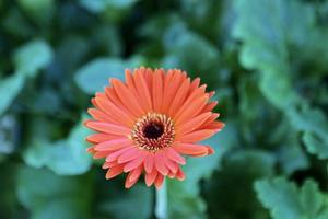 Flowers and more flowers photo