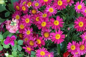 Flowers and more flowers photo