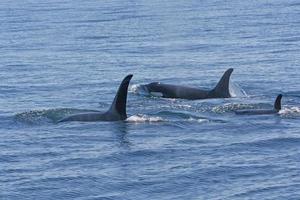 Orca Family Swimming in the Ocean photo