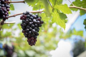 uvas en el campo. foto