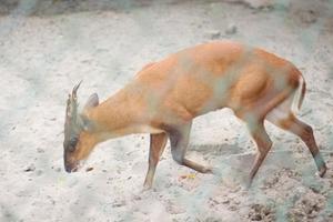 The deer running in the forest. photo