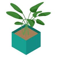 Isometric flower in pot isolated on white background. Home plant for home interior decoration vector