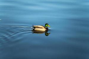 A male mallard reflected in a lake with blue water photo
