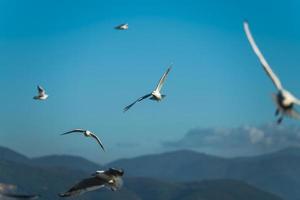 Seagulls flying in the blue sky with mountains in the background photo