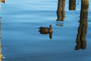 A female mallard near wooden posts in a blue lake photo