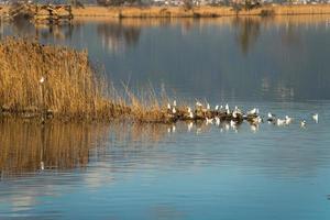 gaviotas en el lago massaciuccoli lucca italia foto