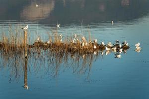 gaviotas en las cañas de un lago azul foto