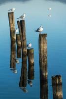 Seagulls on wooden poles in a blue lake reflected from the water